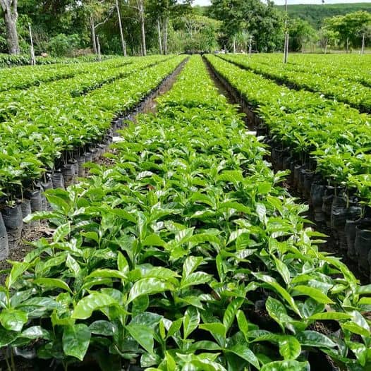 Panama Carmen Estate Coffee: One of the Finest