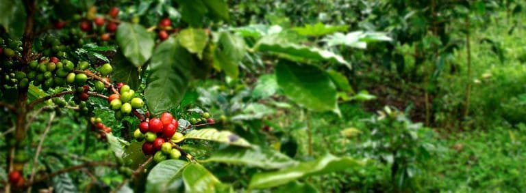 5 Great Shade Grown Coffee Beans You Should Try