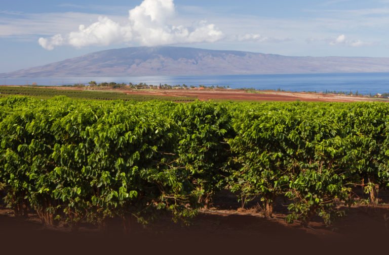 7 Best Kona Coffee Brands + SCAM WARNING