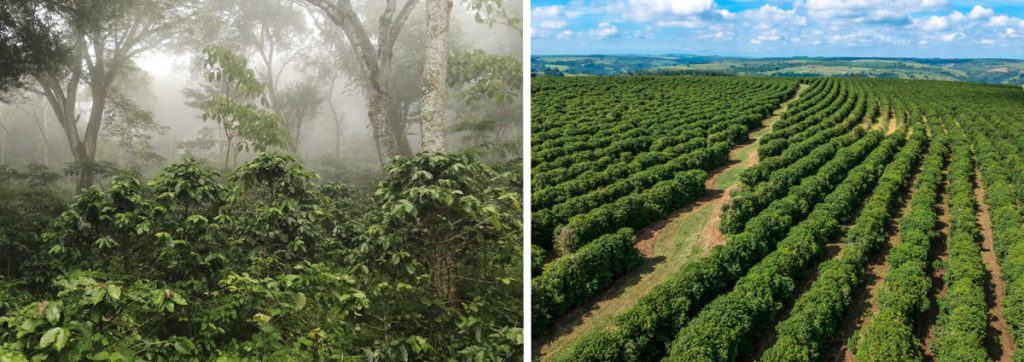 Shade Grown Vs Sun Grown Coffee Plants