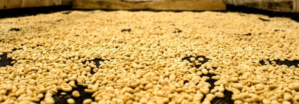 Washed Coffee Processing Featured