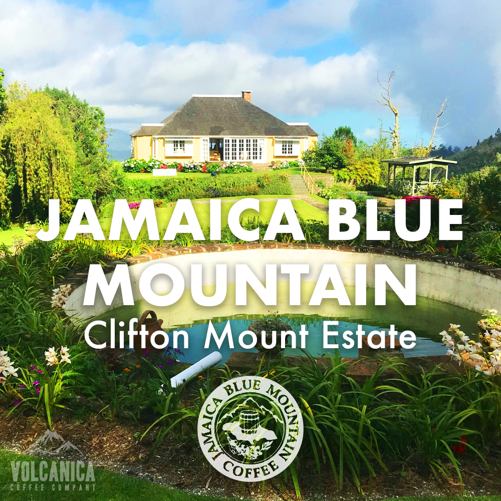 Volcanica Jamaican Blue Mountain Coffee – Clifton Mount Estate